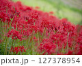 群生する彼岸花 127378954