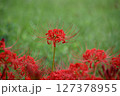 赤い彼岸花 127378955