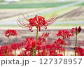 田園に咲く彼岸花 127378957