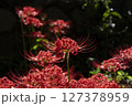 赤い彼岸花 127378959