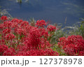 彼岸花の群生地 127378978