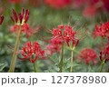 赤い彼岸花 127378980