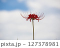 曼珠沙華 127378981