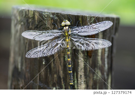 ヤブヤンマ 127379174