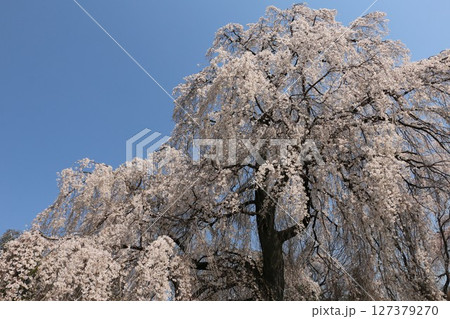 桐生市藤生沢のお角サクラ 127379270