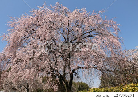 桐生市藤生沢のお角サクラ 127379271