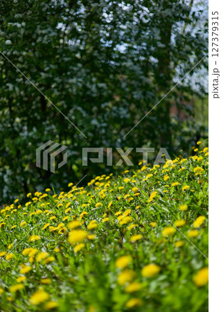 dandelion meadow on the slope in a clearing in clear sunny weather dandelion meadow on the slope in a clearing in clear sunny weather 127379315