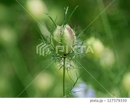 キンポウゲ科ニゲラの果実 キンポウゲ科ニゲラの果実 127379330