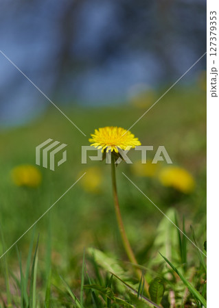 a close-up of a dandelion in a clearing in clear sunny weather 127379353