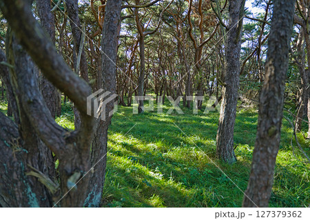 Forest on the skerry island of Roeroe Forest on the skerry island of Roeroe 127379362