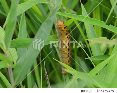 黄色い芋虫　カレハガ科タケカレハ 127379379