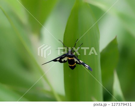 昼行性蛾　カノコガ 127379431