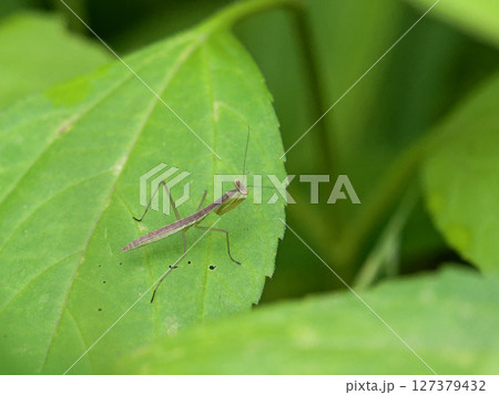 カマキリ科オオカマキリ褐色型終齢幼虫 カマキリ科オオカマキリ褐色型終齢幼虫 127379432