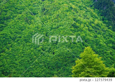 奥飛騨温泉郷の風景【新緑の山肌】 127379439