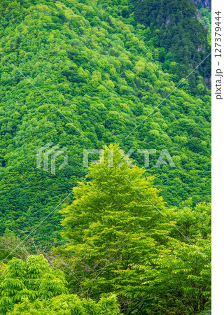奥飛騨温泉郷の風景【新緑の山肌】 奥飛騨温泉郷の風景【新緑の山肌】 127379444