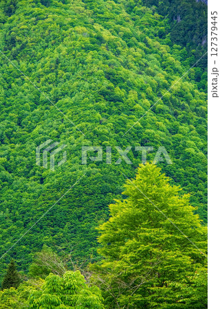 奥飛騨温泉郷の風景【新緑の山肌】 奥飛騨温泉郷の風景【新緑の山肌】 127379445