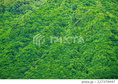 奥飛騨温泉郷の風景【新緑の山肌】 奥飛騨温泉郷の風景【新緑の山肌】 127379447