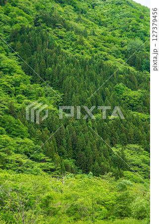 奥飛騨温泉郷の風景【新緑の山肌】 127379456