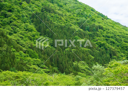 奥飛騨温泉郷の風景【新緑の山肌】 127379457