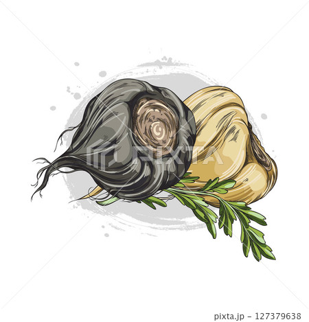 Peruvian maca root with a branch of foliage, black and yellow. 127379638