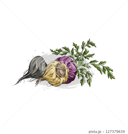 Maca roots in brown, black and purple peel with leaves vector sketch, hand drawn tuber vegetable, superfood ingredient 127379639