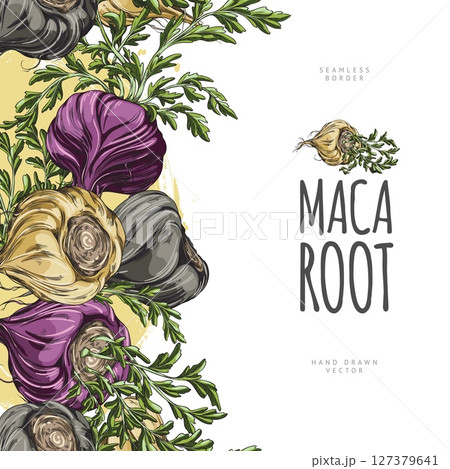 Maca roots with leaves vector sketch, seamless border label design, hand drawn Maca Peruvian tuber superfood ingredient 127379641