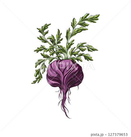 Maca root purple peel with leaves vector sketch, hand drawn Maca Peruvian tuber superfood, organic seasoning, condiment 127379653