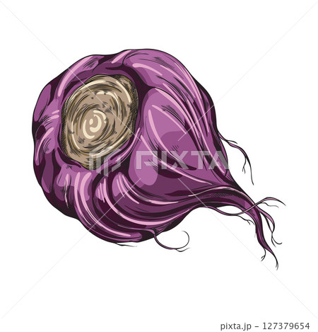 Hand drawn watercolor sketch illustration of purple maca root. 127379654
