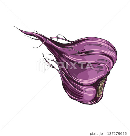 Maca root in purple peel vector sketch, hand drawn Maca Peruvian tuber superfood, organic seasoning condiment ingredient 127379656