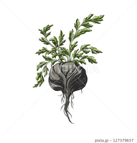 Black maca root with green leaves, hand drawn illustration in watercolor. 127379657