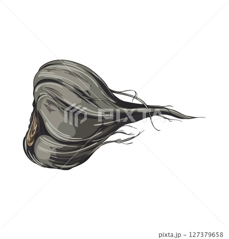 Maca root in black peel sketch, vector hand drawn Maca Peruvian tuber superfood, organic seasoning, condiment ingredient 127379658