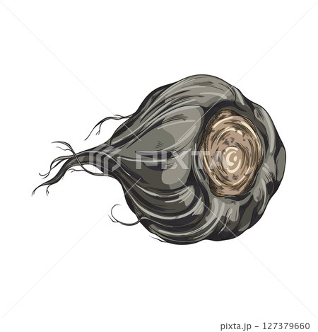 Maca root in black peel vector sketch, hand drawn Maca Peruvian tuber superfood, organic seasoning, condiment ingredient 127379660