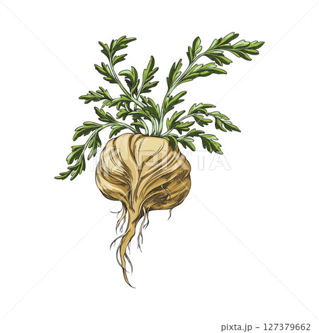 Maca root in brown peel with leaves sketch, vector hand drawn tuber vegetable, organic seasoning ingredient, superfood Maca root in brown peel with leaves sketch, vector hand drawn tuber vegetable, organic seasoning ingredient, superfood 127379662