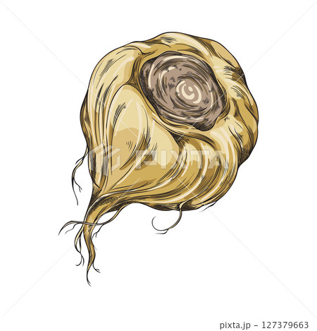 Maca root in brown peel sketch, vector hand drawn Maca Peruvian tuber superfood, organic seasoning, condiment ingredient 127379663