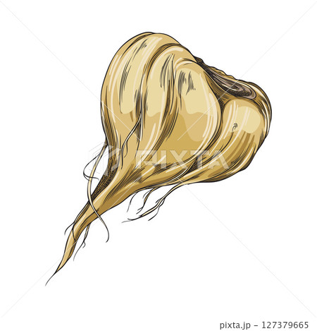 Maca root in brown peel vector sketch, hand drawn Maca Peruvian tuber superfood, organic seasoning, condiment ingredient 127379665