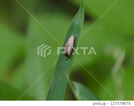 葉に止まる森林性ゴキブリ チャバネゴキブリ科モリチャバネゴキブリ 127379670
