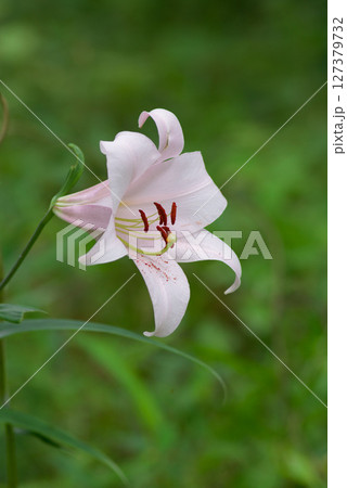 美しく咲く ささゆり 美しく咲く ささゆり 127379732