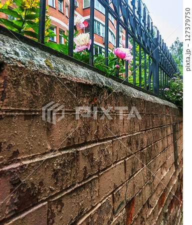 Flowers over a brick wall with a metal fence. Flowers over a brick wall with a metal fence. 127379750