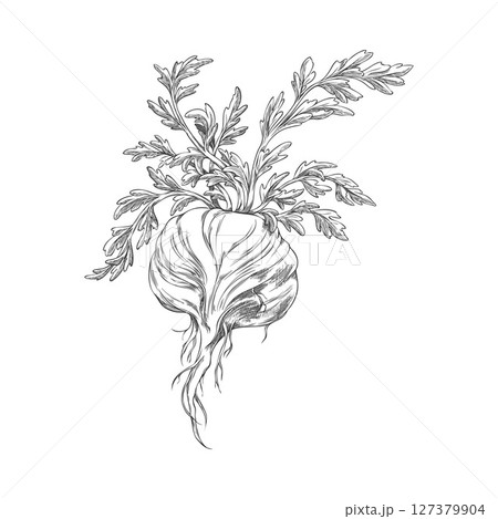 Maca root leaves vector ink sketch, hand drawn engraved Maca Peruvian tuber superfood, organic seasoning, condiment 127379904