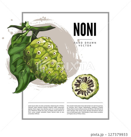 Poster with color sketch of noni fruit on branch with leaves. Poster with color sketch of noni fruit on branch with leaves. 127379933