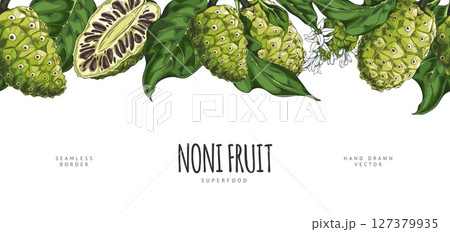Horizontal banner with seamless top border of noni fruit with leaves and flowers, hand drawn. Horizontal banner with seamless top border of noni fruit with leaves and flowers, hand drawn. 127379935