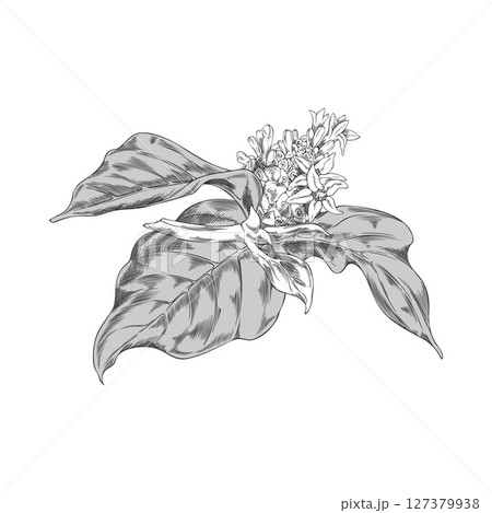 Noni fruit with leaves and flowers sketch, vector hand drawn engraved morinda citrifolia, medicinal plant, super food 127379938