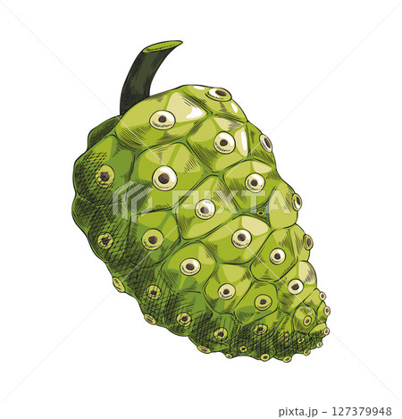 Noni fruit sketch vector icon, hand drawn tropical morinda citrifolia, green cheese fruit, medicinal plant, super food 127379948