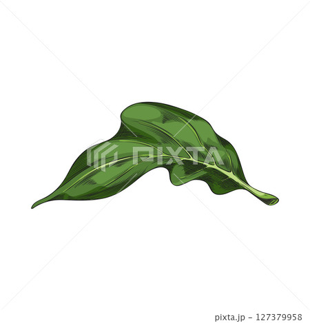 Colored vector illustration of noni leaf sketch, hand drawn. Colored vector illustration of noni leaf sketch, hand drawn. 127379958