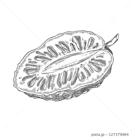 Noni cut fruit with seeds vector ink sketch, hand drawn engraved tropical morinda citrifolia medicinal plant, super food 127379964