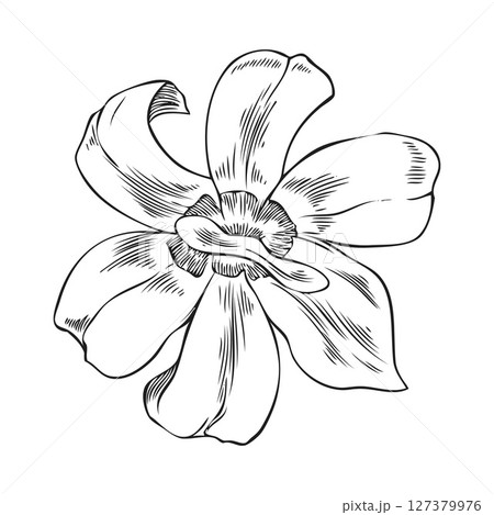 Noni tree flower sketch, engraved hand drawn tropical morinda citrifolia blossom foliage, vector blooming floral design 127379976