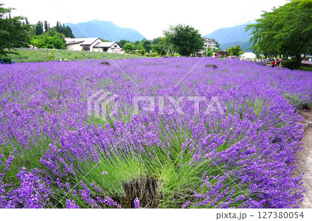 ラベンダーの花    127380054