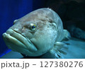大きな魚 127380276