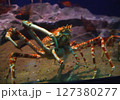 タカアシガニ 127380277