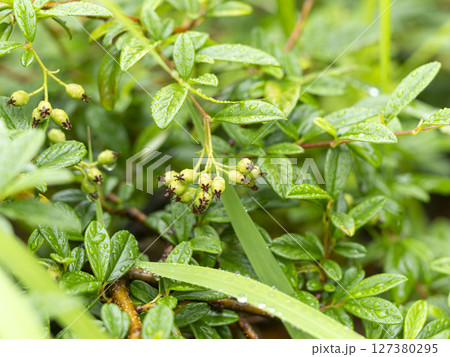 雨に濡れたコトネアスターの果実 雨に濡れたコトネアスターの果実 127380295